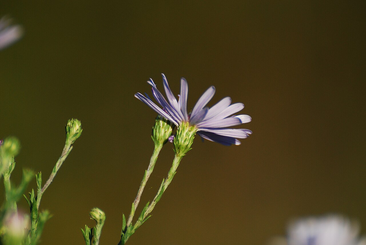 Side view of a sky blue aster head at Owen Conservation Park, Wisconsin.