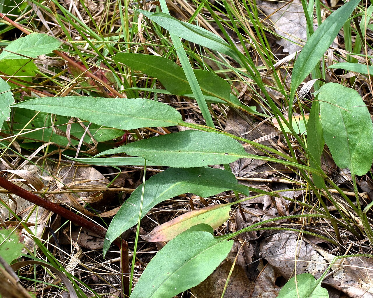 The broader lower foliage used in identifying sky blue aster.