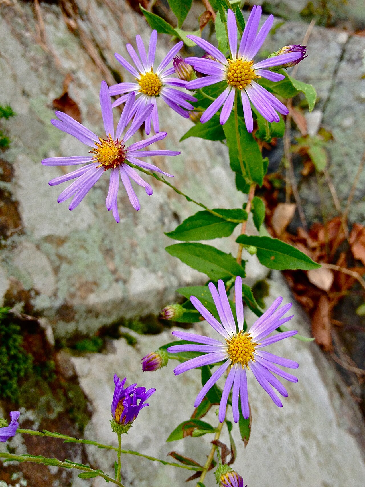 Late Purple Aster (Symphyotrichum patens) - PlantNative.org Late purple aster flowering in the C & O Canal National Historical Park, Maryland.