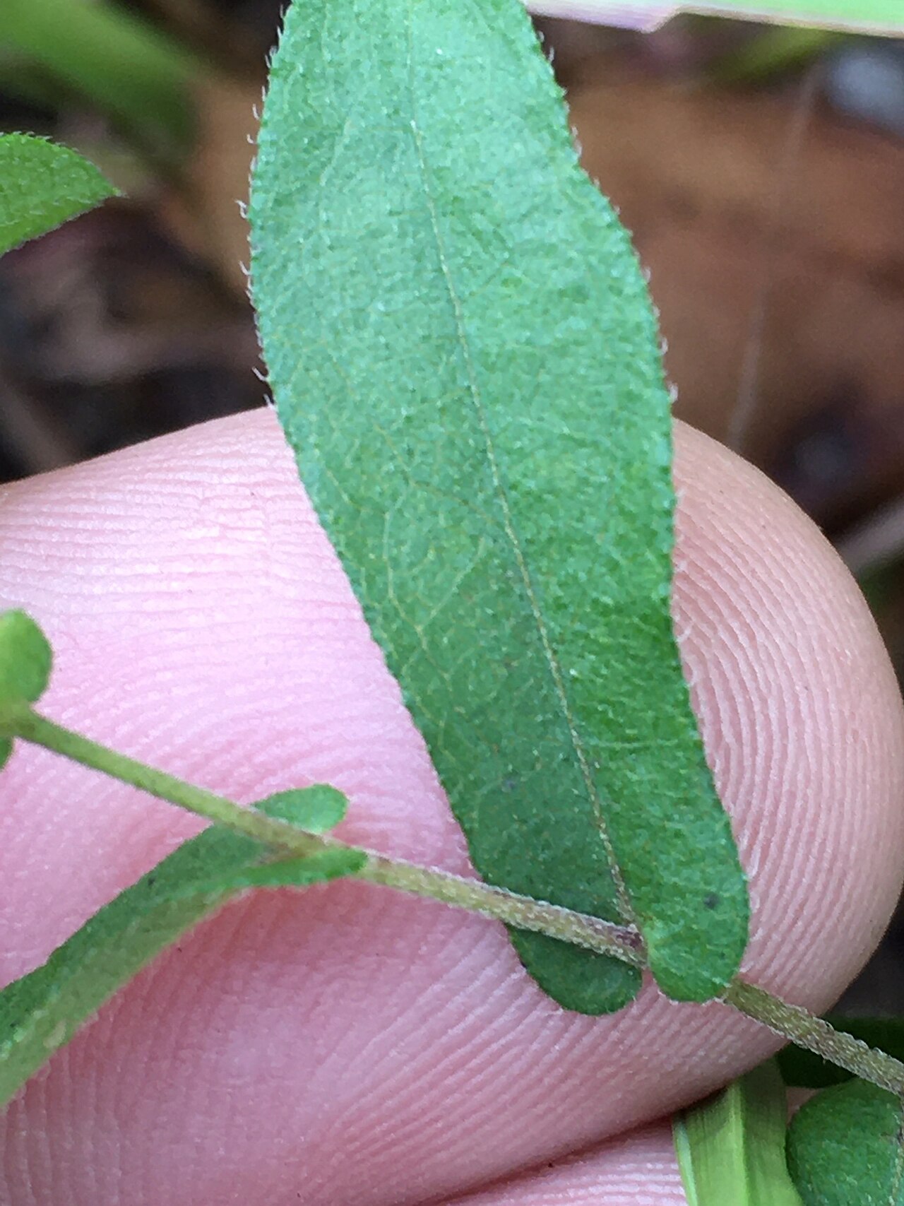 Late Purple Aster (Symphyotrichum patens) - PlantNative.org Hairy leaf and clasping leaf base of Symphyotrichum patens.