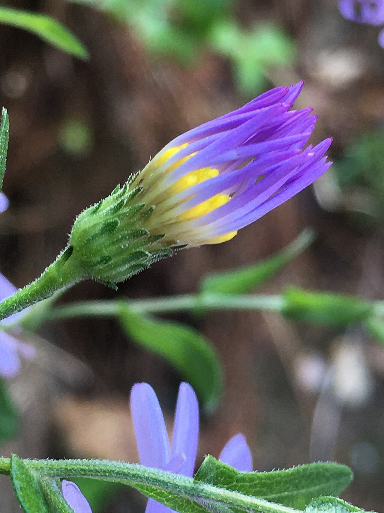 Late Purple Aster (Symphyotrichum patens) - PlantNative.org Side view of a developing late purple aster head, showing the green bracts.