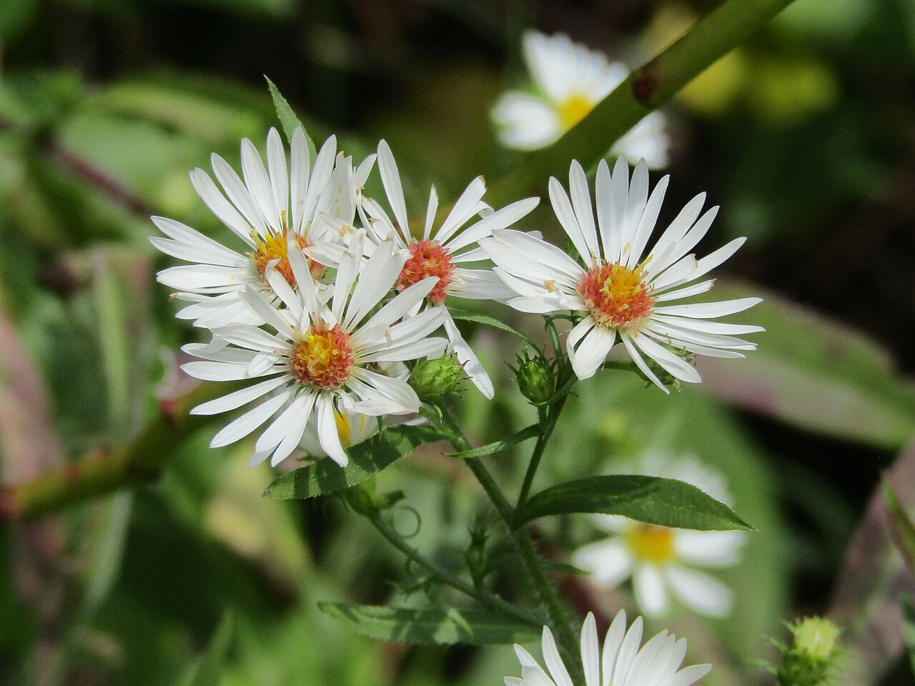 Frost Aster (Symphyotrichum pilosum) - PlantNative.org Frost aster flowers in Davidson County, North Carolina
