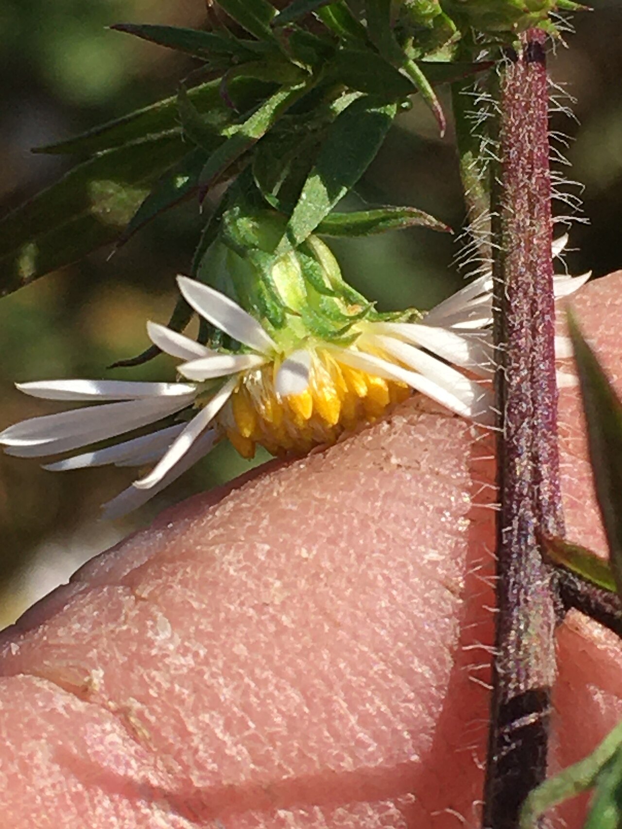 Frost Aster (Symphyotrichum pilosum) - PlantNative.org Frost aster showing hairy stem and outward-pointing floral bracts