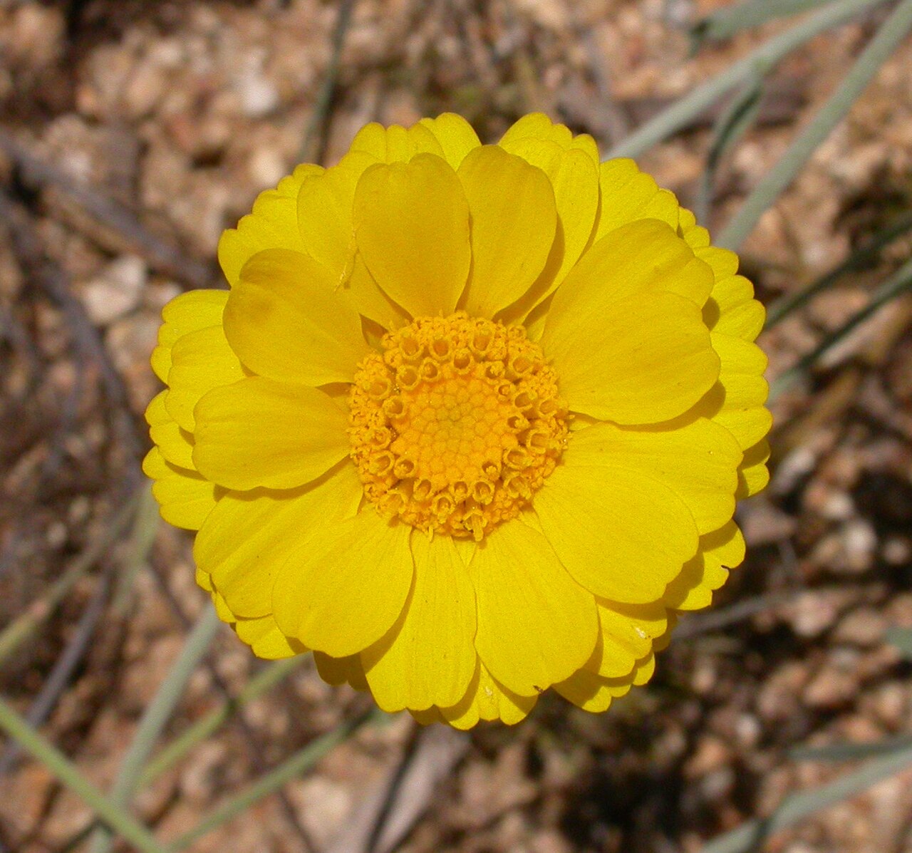 Desert Marigold (Baileya multiradiata) - PlantNative.org Yellow desert marigold flower head, photographed at BioTrek