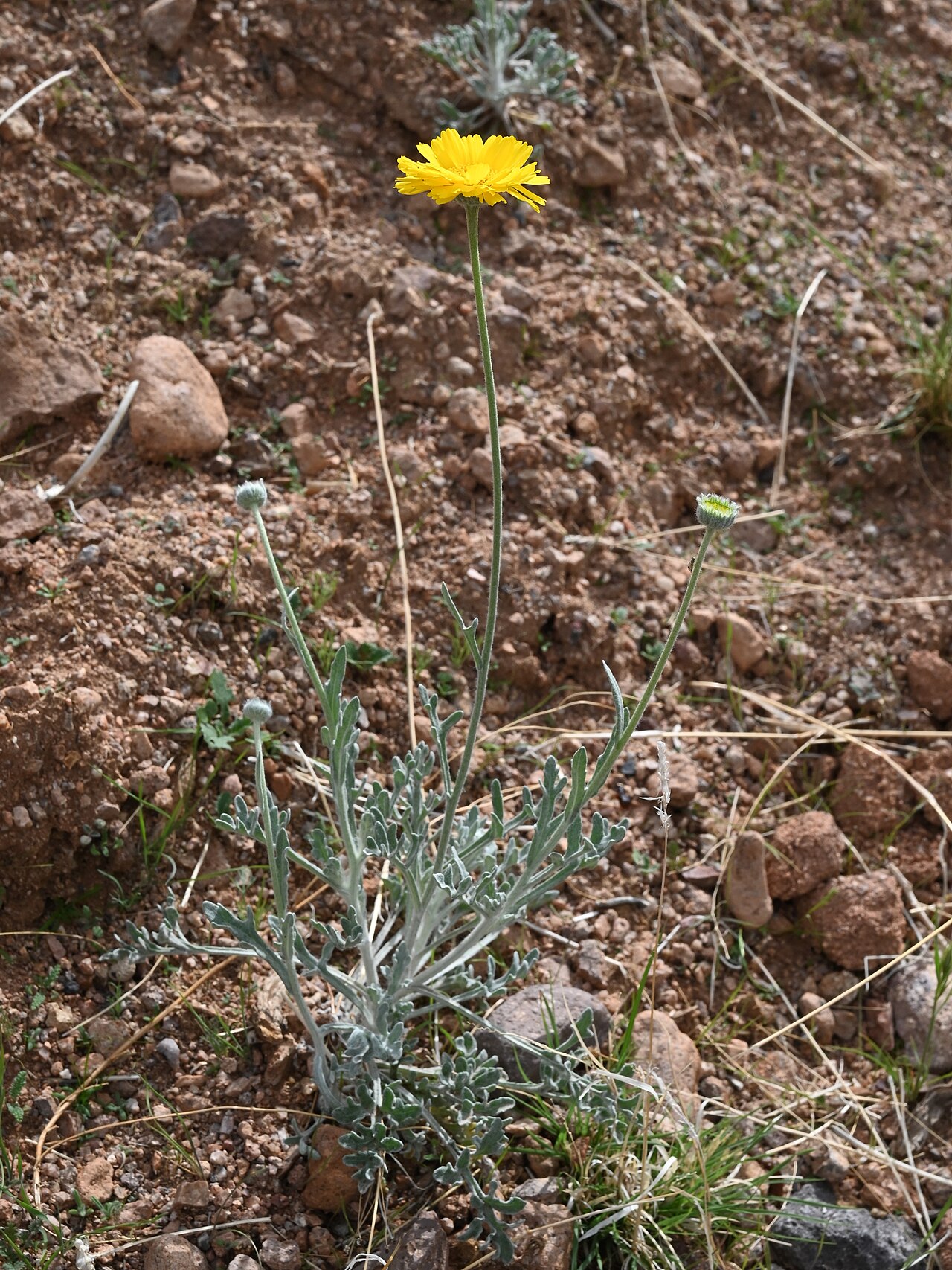Desert Marigold (Baileya multiradiata) - PlantNative.org Desert marigold flowering stems in gravelly Arizona soil