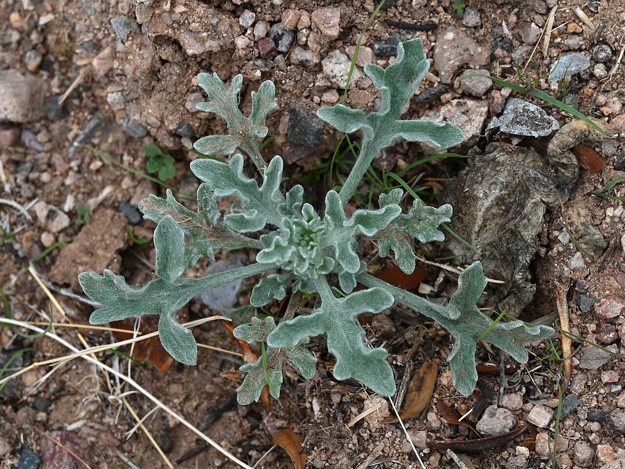 Desert Marigold (Baileya multiradiata) - PlantNative.org White-woolly lobed leaves of desert marigold in Arizona