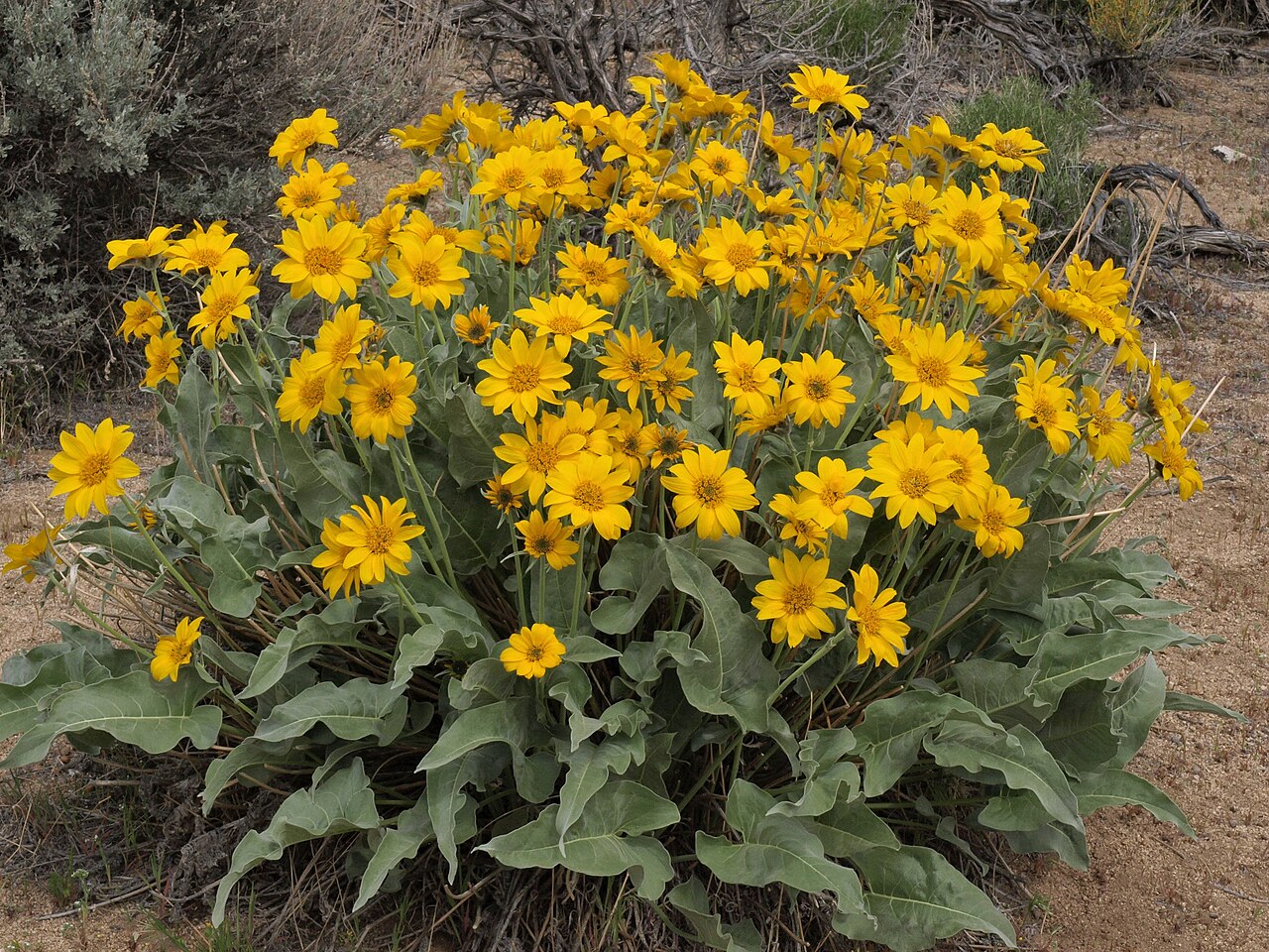 Arrowleaf Balsamroot (Wyethia sagittata) - PlantNative.org Arrowleaf balsamroot flowering clump at Prison Hill, Nevada