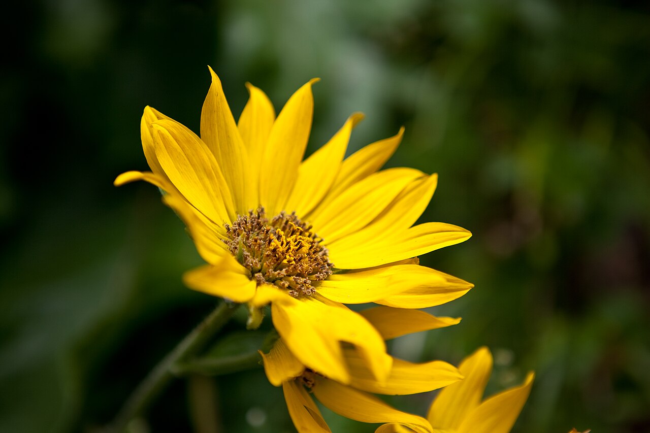 Arrowleaf Balsamroot (Wyethia sagittata) - PlantNative.org Arrowleaf balsamroot flower at Dog Mountain, Washington