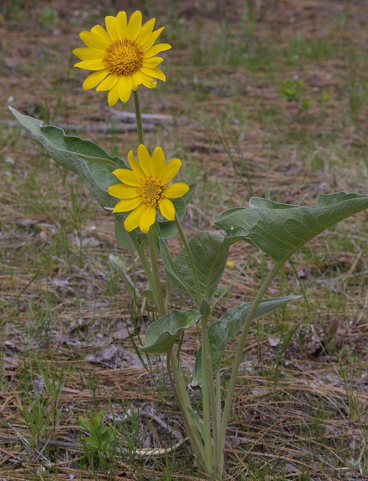 Arrowleaf Balsamroot (Wyethia sagittata) - PlantNative.org Arrowleaf balsamroot with large arrow-shaped basal leaves