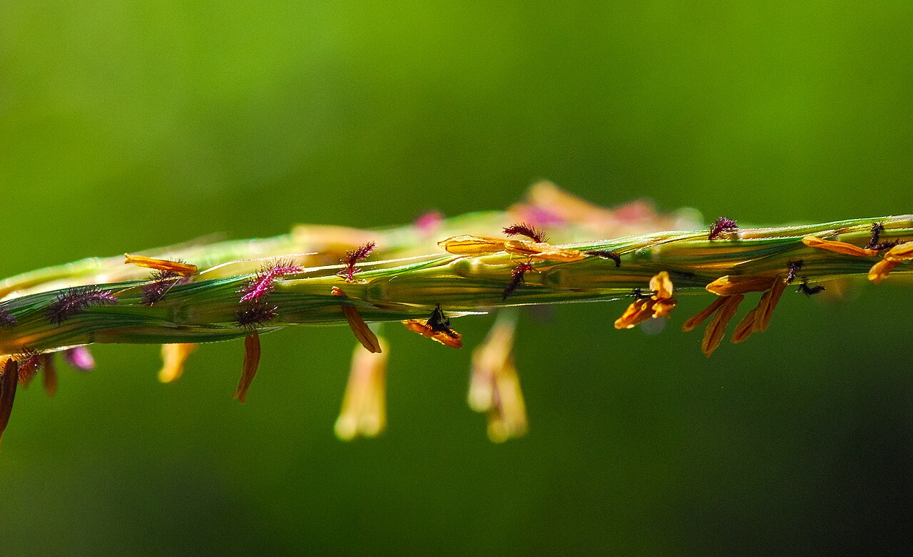 Big Bluestem (Andropogon gerardii) - PlantNative.org Big Bluestem flower spike with dangling orange anthers and purple stigmas