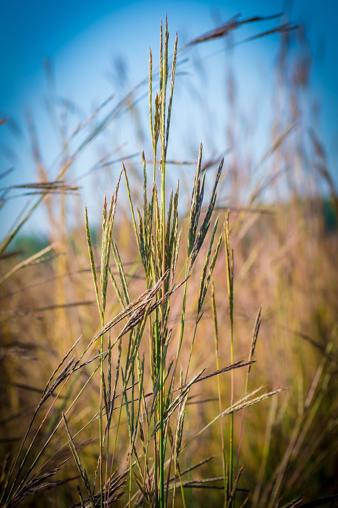 Big Bluestem (Andropogon gerardii) - PlantNative.org Big Bluestem (Andropogon gerardii) seed heads against a blue sky on the prairie
