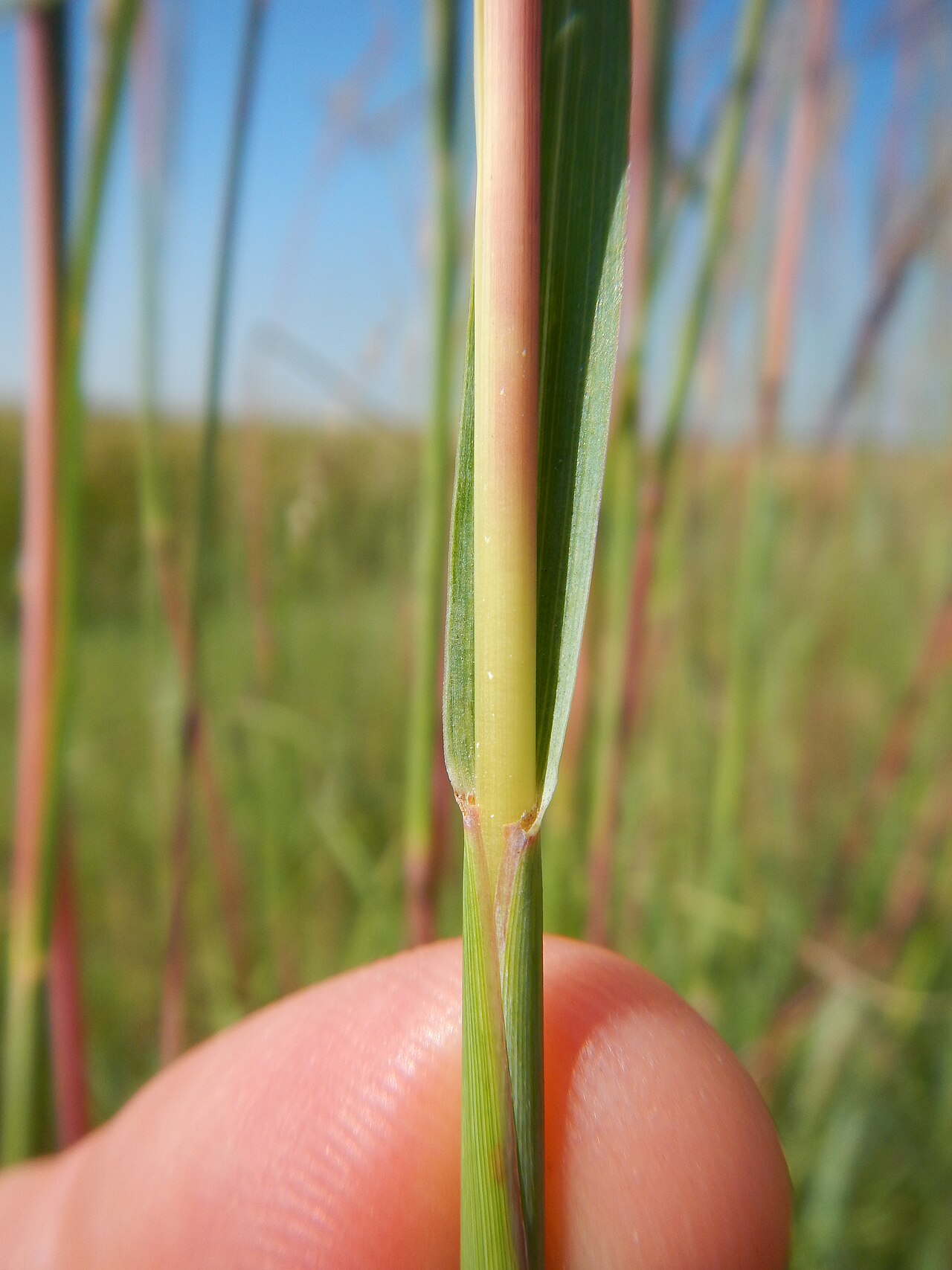 Big Bluestem (Andropogon gerardii) - PlantNative.org Big Bluestem stem showing the blue-green coloring at the node