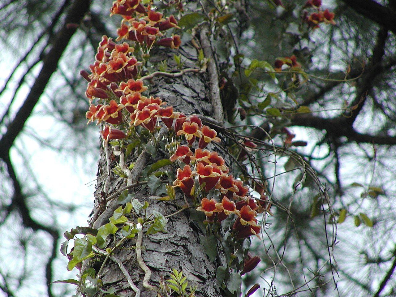 Crossvine (Bignonia capreolata) - PlantNative.org Crossvine climbing a pine tree in Huffman, Texas
