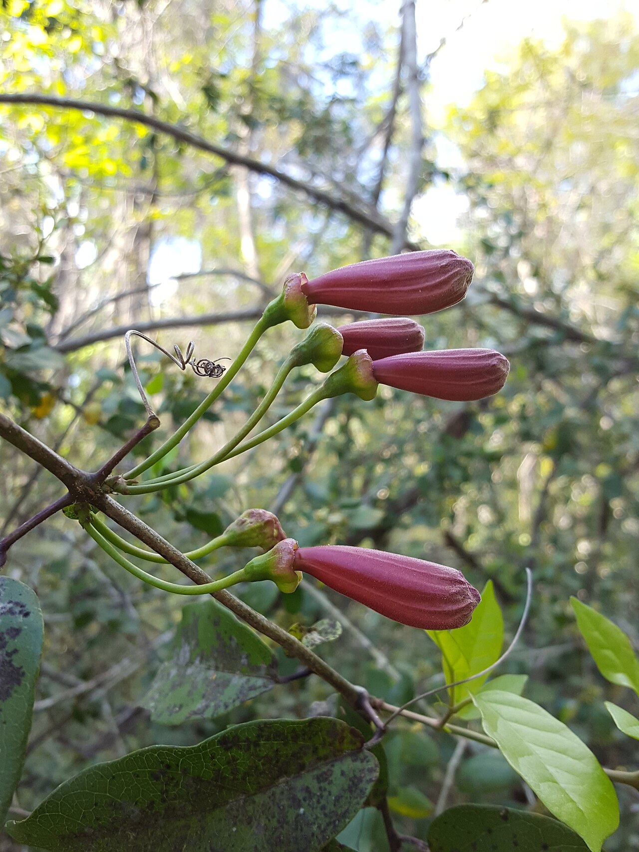 Crossvine (Bignonia capreolata) - PlantNative.org Crossvine flower buds and paired leaflets in the United States