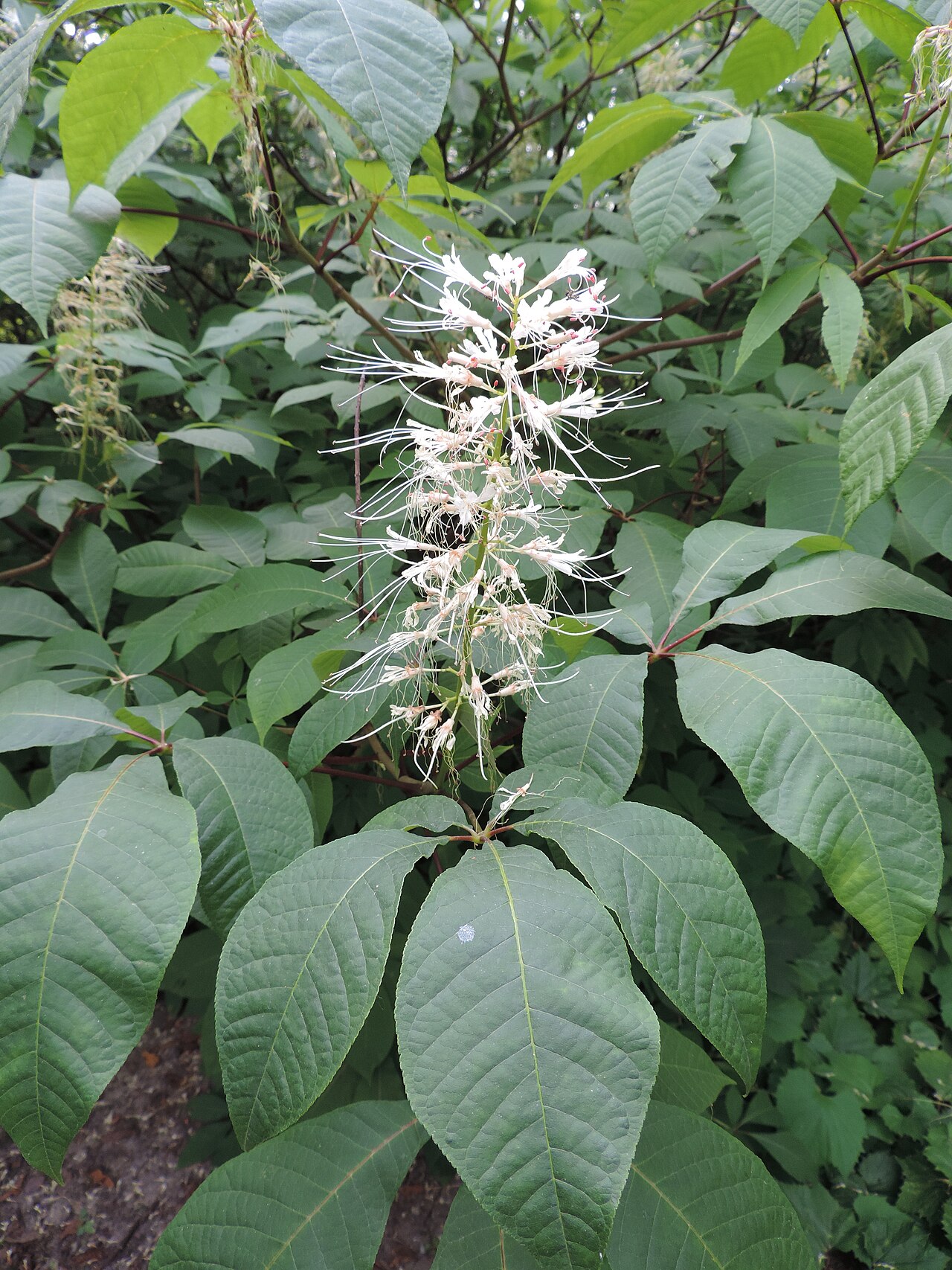 Bottlebrush Buckeye (Aesculus parviflora) - PlantNative.org Bottlebrush buckeye (Aesculus parviflora): flower spike closeup