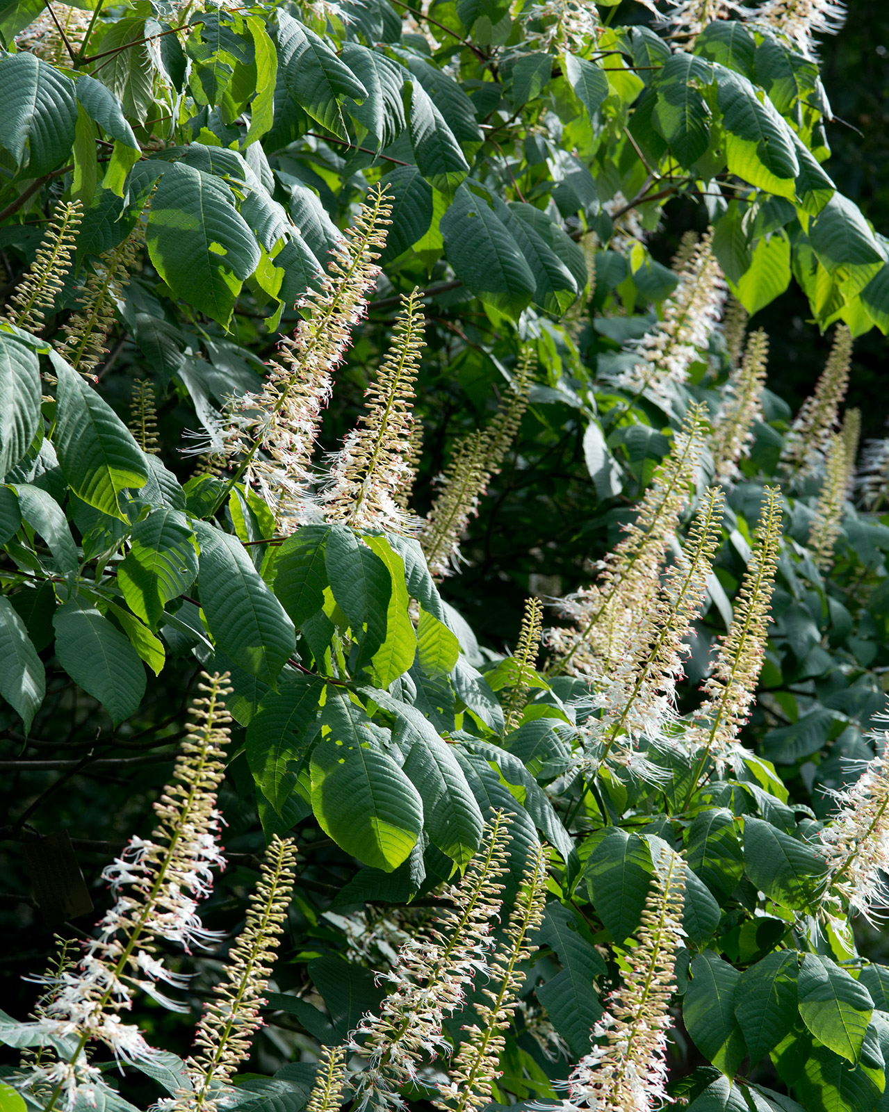 Bottlebrush Buckeye (Aesculus parviflora) - PlantNative.org Bottlebrush buckeye (Aesculus parviflora): hero flower spikes