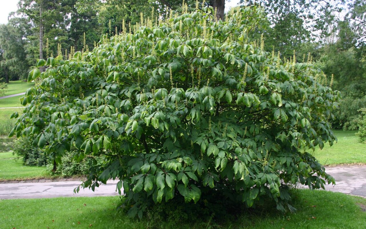 Bottlebrush Buckeye (Aesculus parviflora) - PlantNative.org Bottlebrush buckeye (Aesculus parviflora): shrub habit