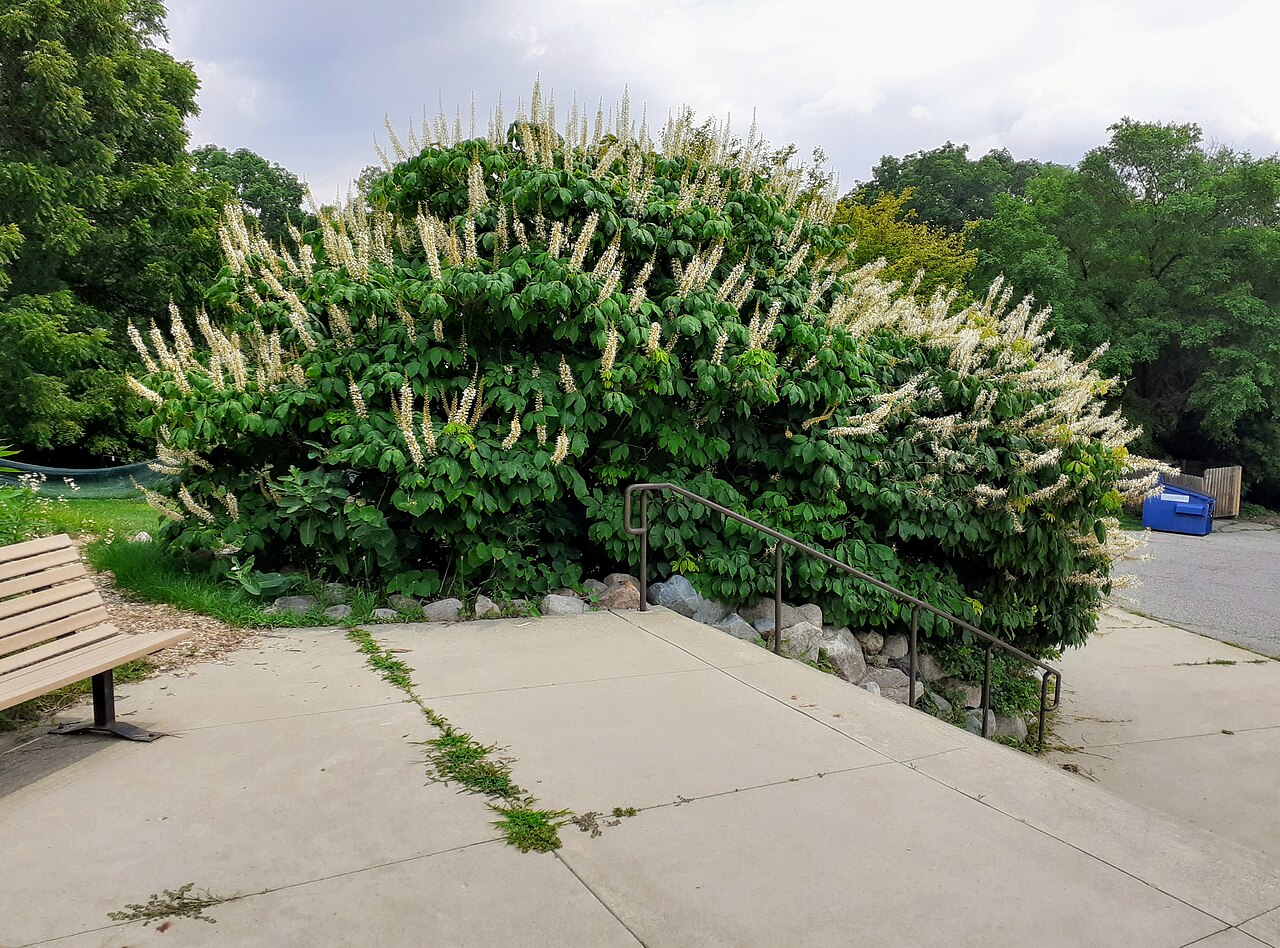 Bottlebrush Buckeye (Aesculus parviflora) - PlantNative.org Bottlebrush buckeye (Aesculus parviflora): shrub in bloom