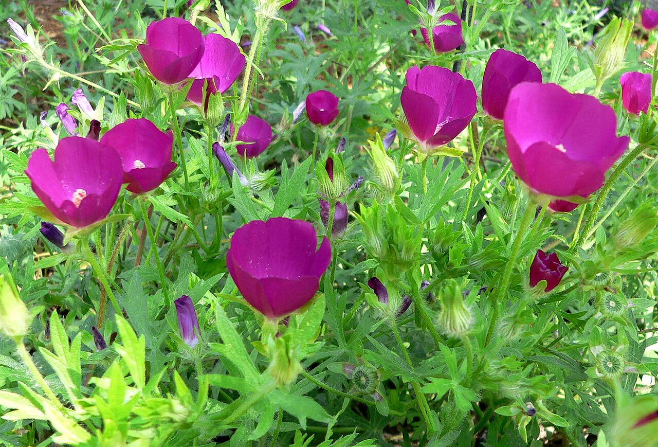 Purple Poppy Mallow (Callirhoe involucrata) - PlantNative.org Cup-shaped flowers and lobed leaves of cultivated purple poppy mallow at Springs Preserve, Nevada.