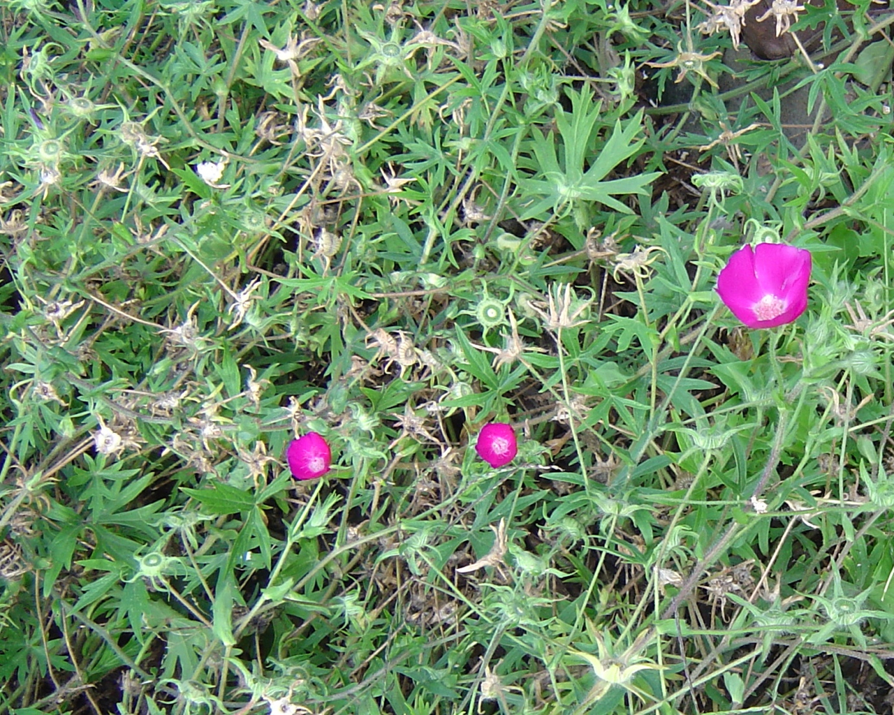 Purple Poppy Mallow (Callirhoe involucrata) - PlantNative.org Sprawling foliage, flowers and developing fruits in a cultivated Boulder, Colorado planting.
