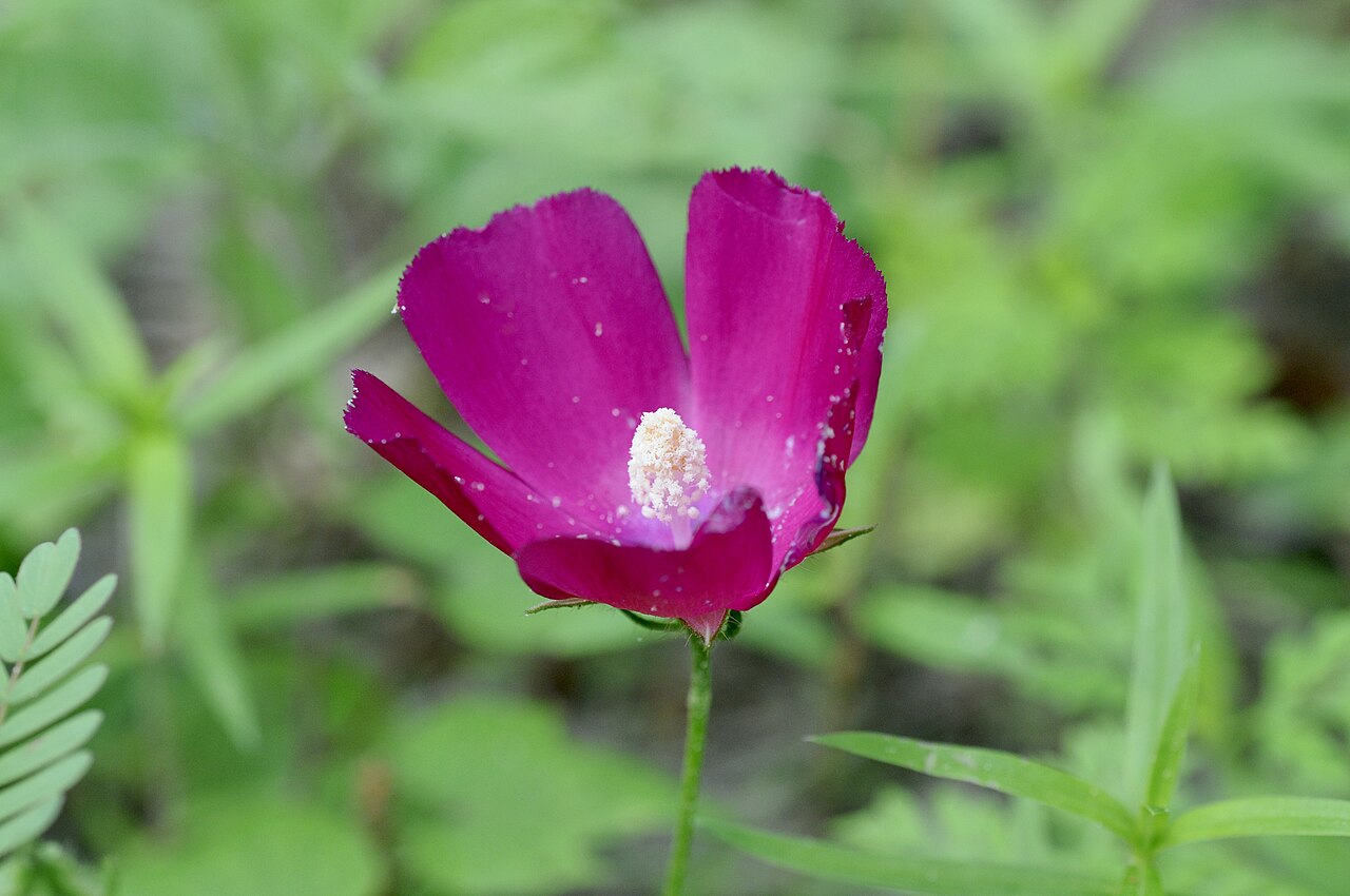 Woodland Poppymallow (Callirhoe papaver) - PlantNative.org Woodland poppymallow cup-shaped flower in Nacogdoches County, Texas