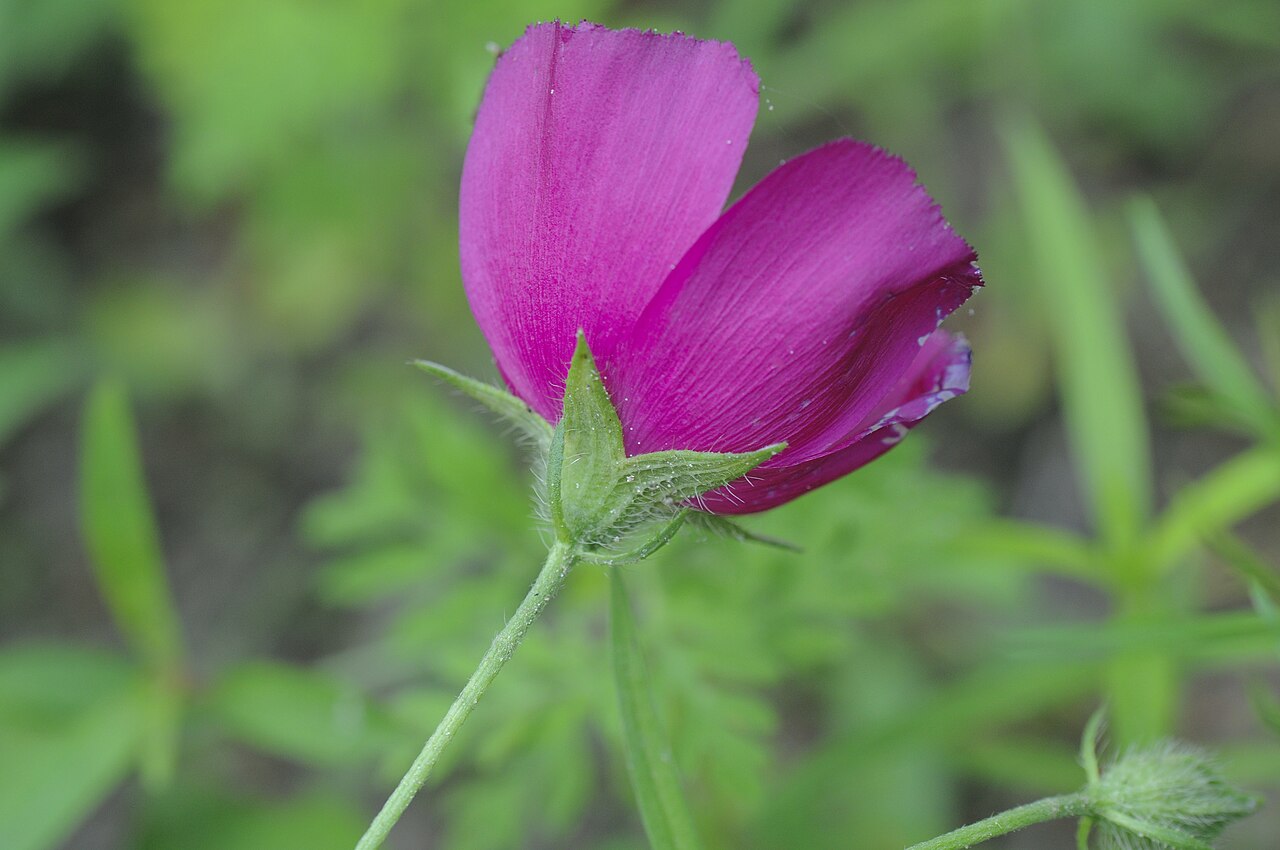 Woodland Poppymallow (Callirhoe papaver) - PlantNative.org Side view of woodland poppymallow flower and bracts, Texas