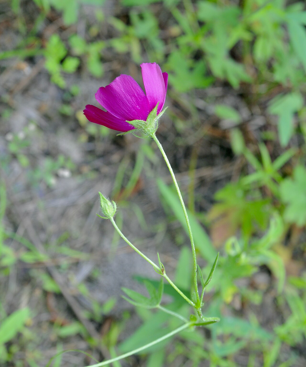 Woodland Poppymallow (Callirhoe papaver) - PlantNative.org Woodland poppymallow flowering stem and deeply divided leaves, Texas