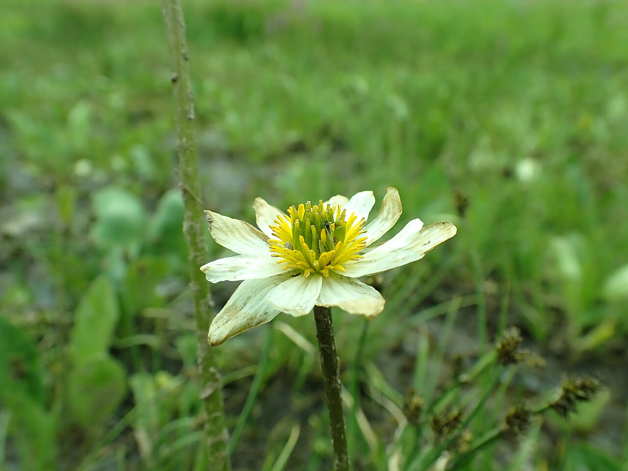 White marsh marigold flowering in a wet meadow in Montana’s Gallatin Range.