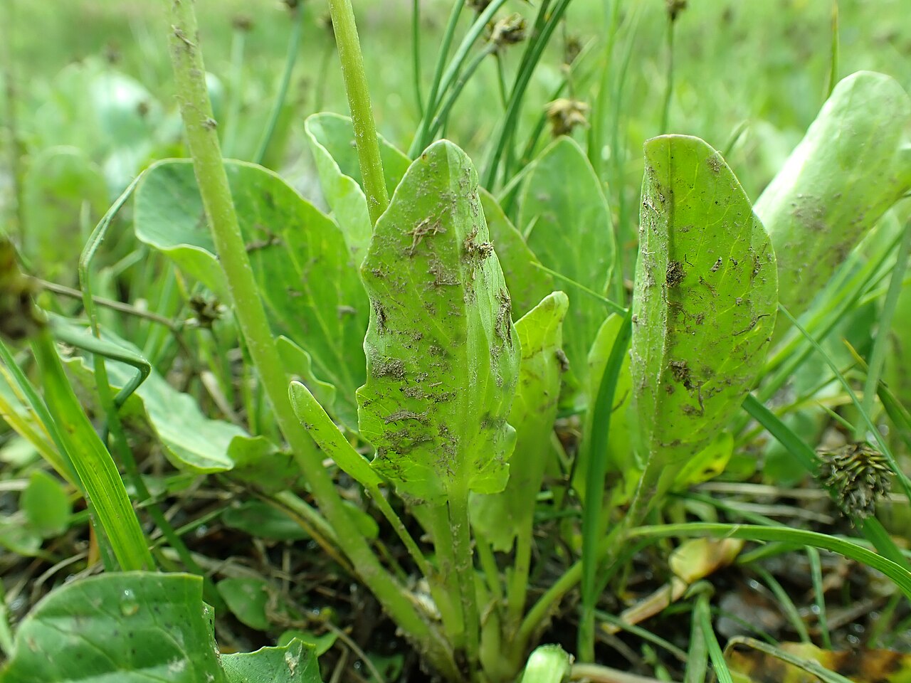 Basal foliage of Caltha leptosepala beside wet-meadow sedges in Montana.