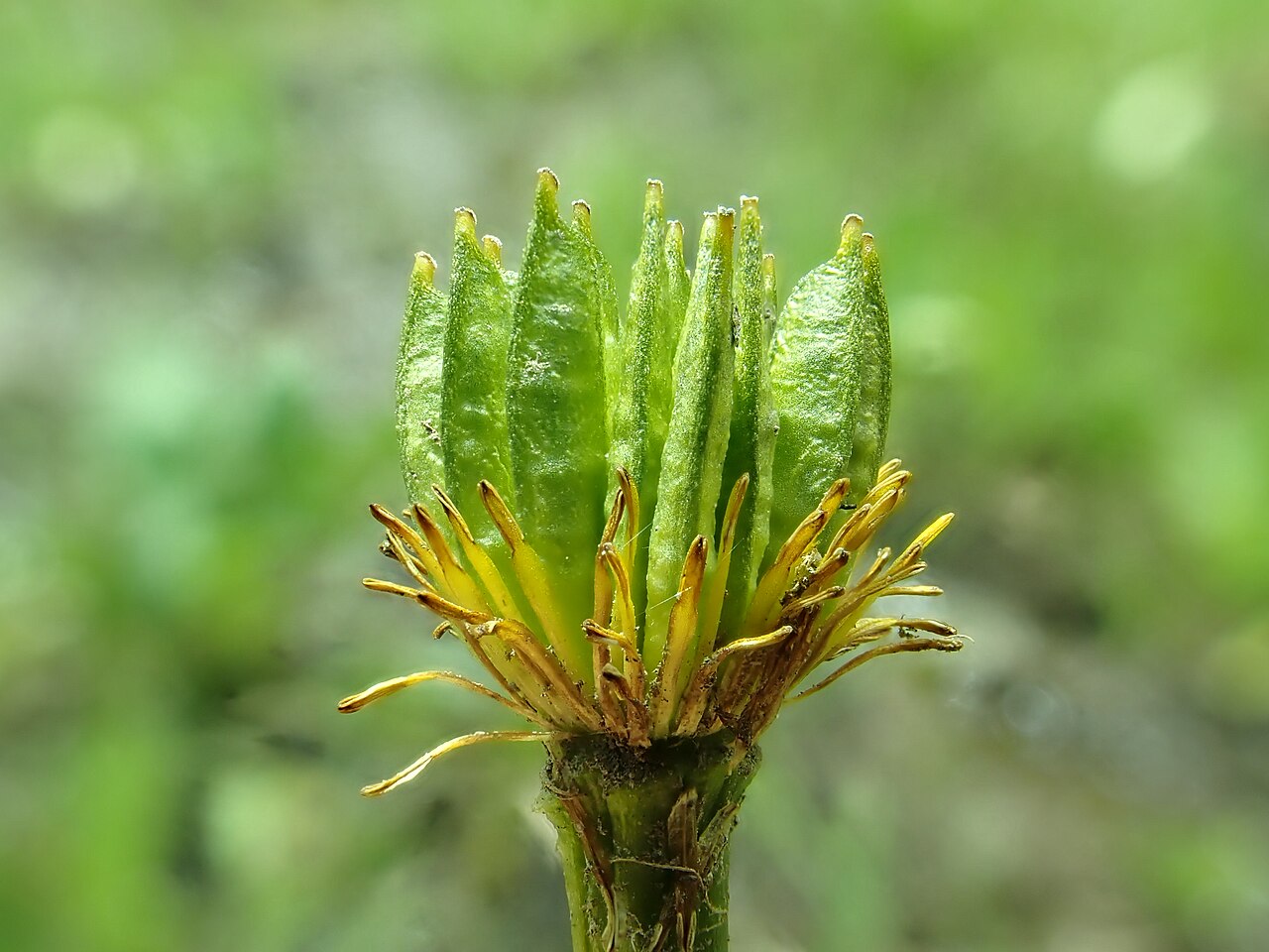 Developing follicles of white marsh marigold in the Gallatin Range, Montana.