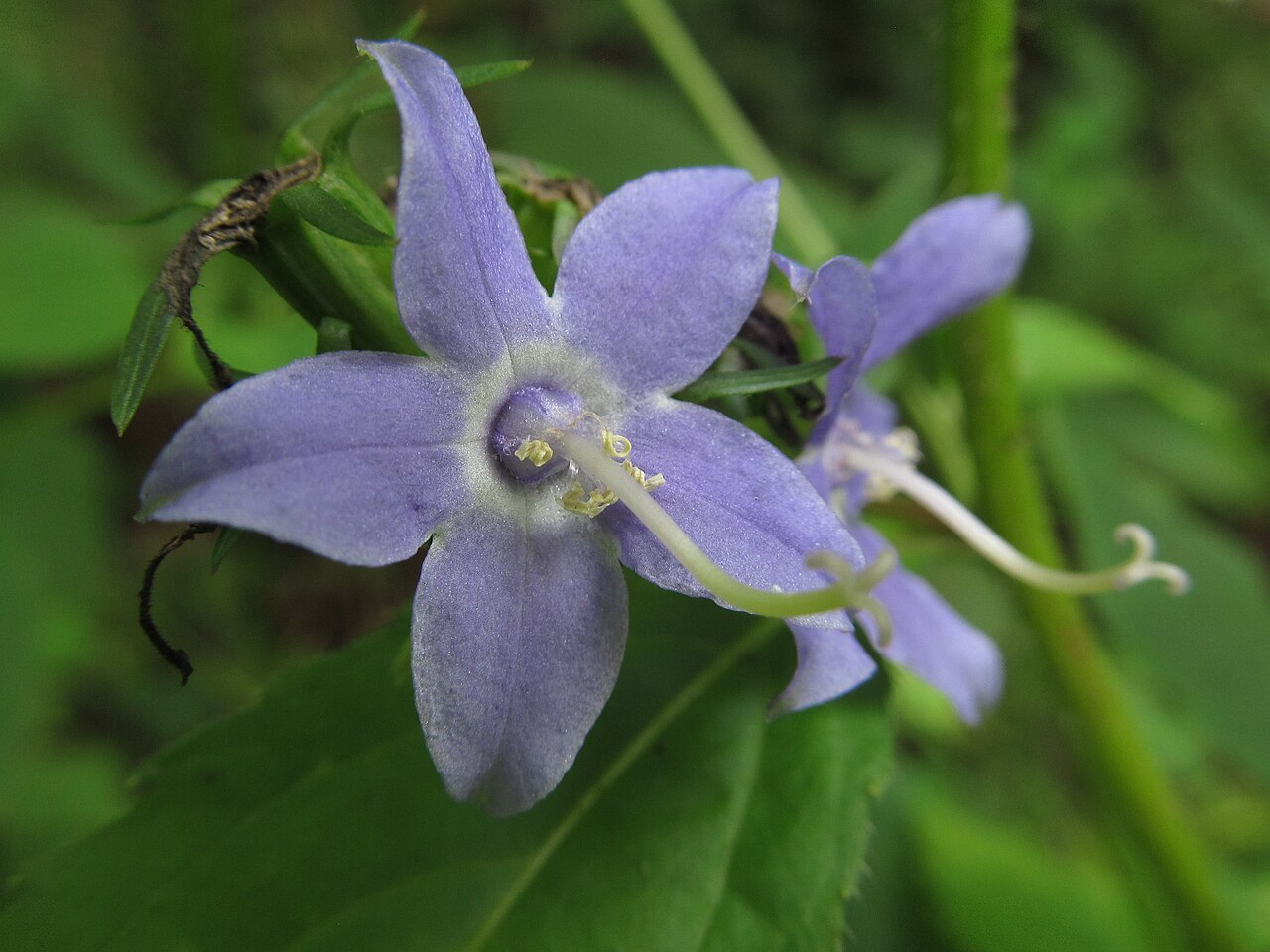 American Bellflower (Campanulastrum americanum) - PlantNative.org American bellflower’s spreading blue lobes and long curved style, Seldom Seen Greenway, Pittsburgh.