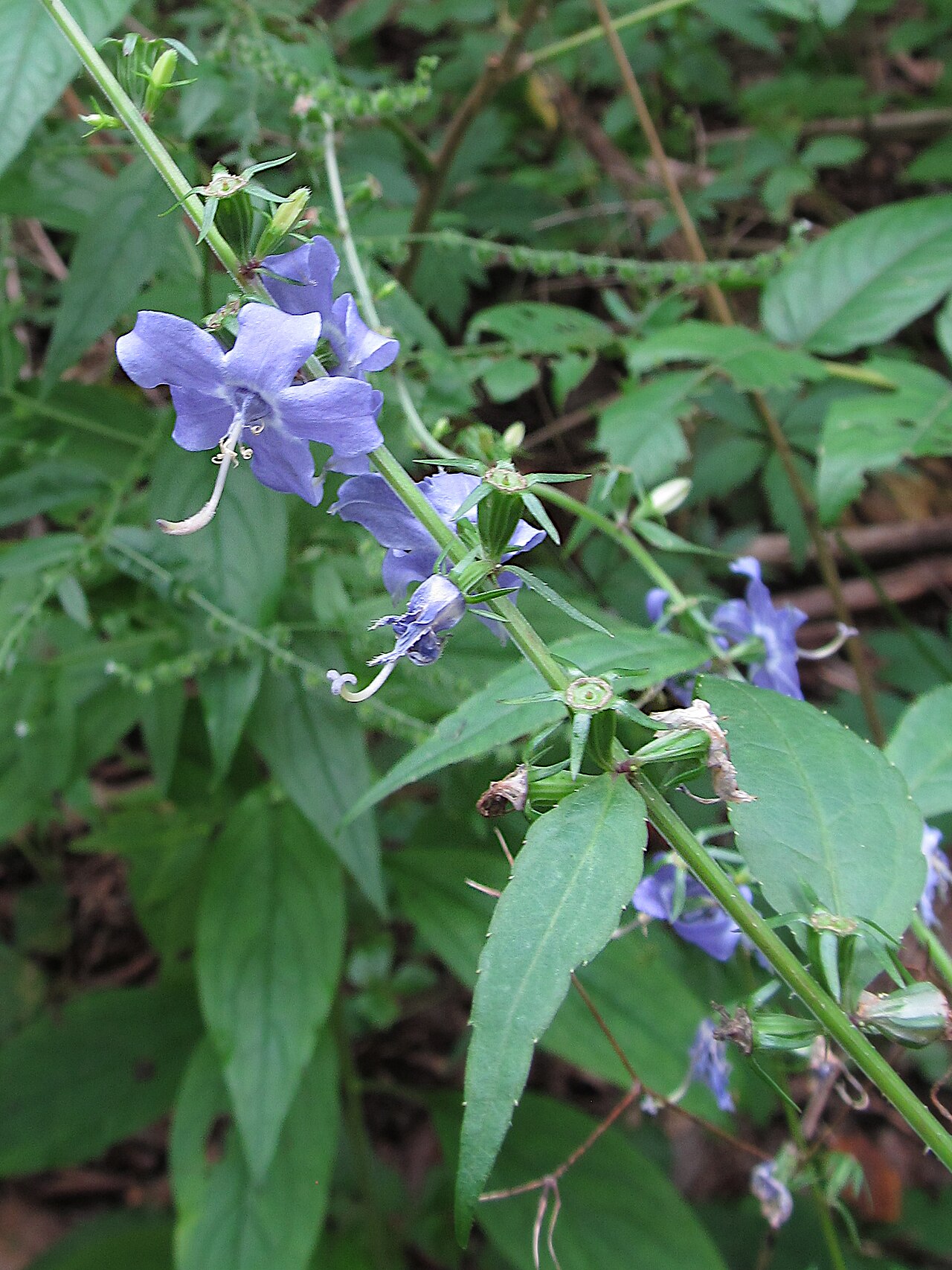 American Bellflower (Campanulastrum americanum) - PlantNative.org Flowers, developing capsules and toothed leaves along an American bellflower stem in Pittsburgh.