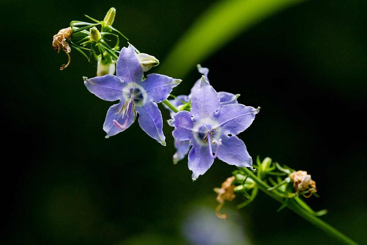 American Bellflower (Campanulastrum americanum) - PlantNative.org American bellflower blooms at McCormick’s Creek State Park, Indiana.