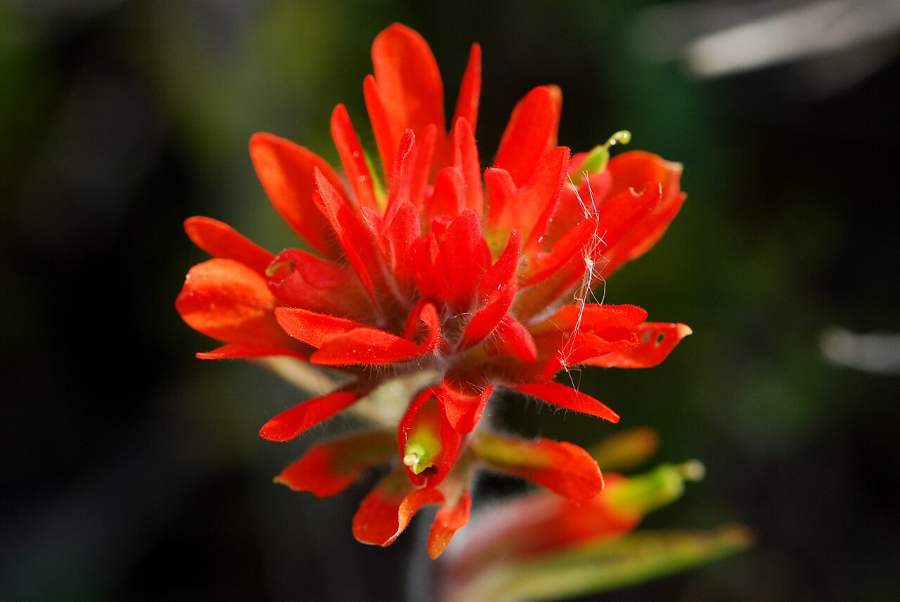 Indian Paintbrush (Castilleja coccinea) - PlantNative.org Castilleja coccinea flowers