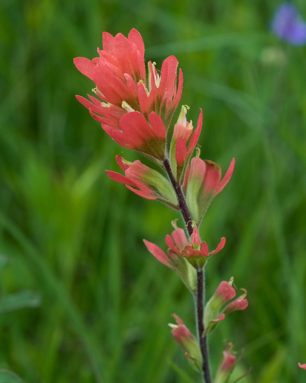 Indian Paintbrush (Castilleja coccinea) - PlantNative.org Castilleja coccinea foliage and growth habit