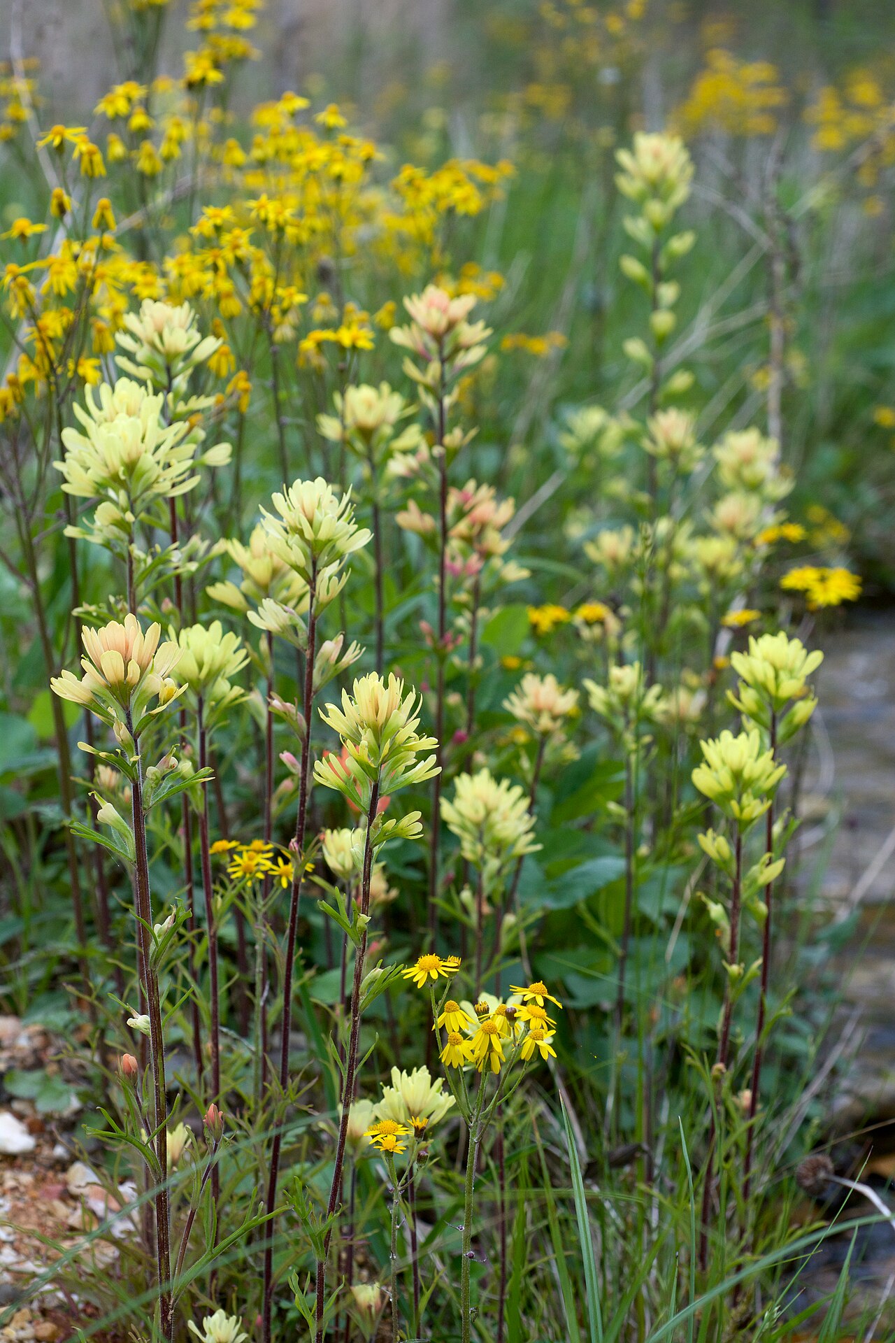Indian Paintbrush (Castilleja coccinea) - PlantNative.org Castilleja coccinea growth and seasonal features