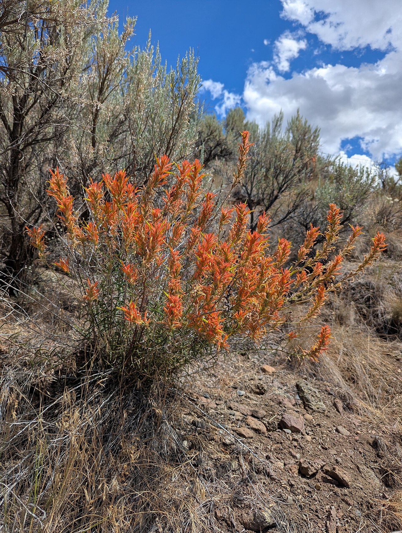 Wyoming Paintbrush (Castilleja linariifolia) - PlantNative.org Wyoming paintbrush flowering among sagebrush on a rocky Oregon slope.