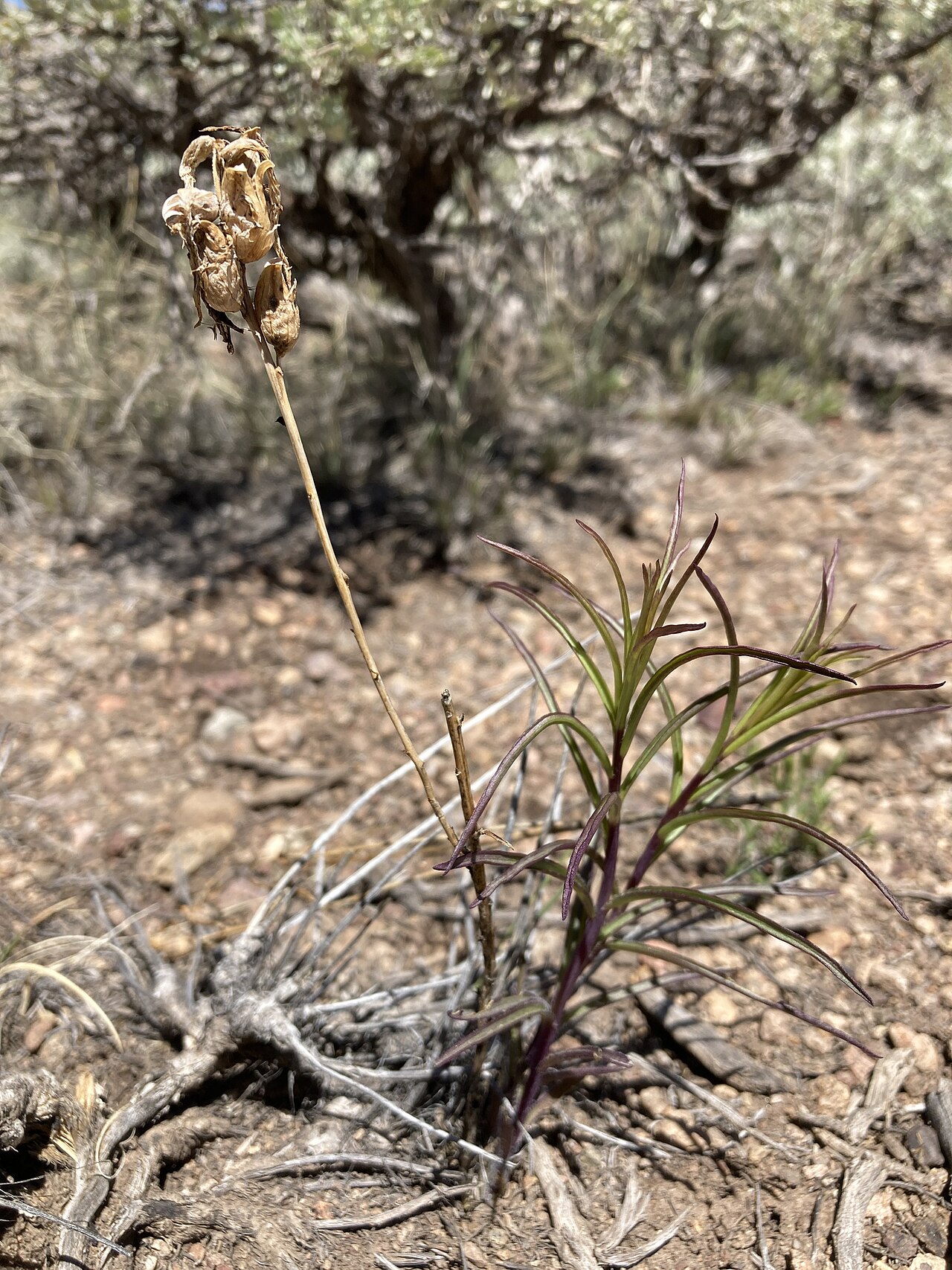 Wyoming Paintbrush (Castilleja linariifolia) - PlantNative.org New growth and an old seed capsule on a Colorado plant.