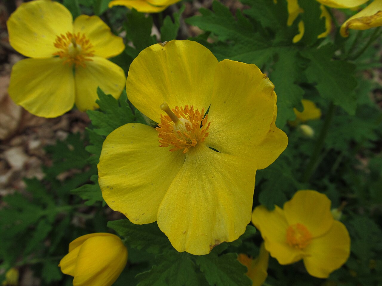 Celandine Poppy (Stylophorum diphyllum) - PlantNative.org Close-up of a Celandine Poppy (Stylophorum diphyllum) flower with four yellow petals and a central boss of orange stamens and a knobby stigma