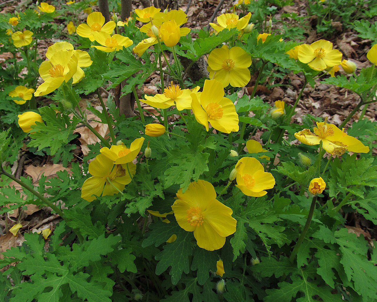 Celandine Poppy (Stylophorum diphyllum) - PlantNative.org Celandine Poppy (Stylophorum diphyllum) in full bloom, a dense patch of bright yellow four-petaled poppy flowers above deeply lobed green foliage on a leafy forest floor