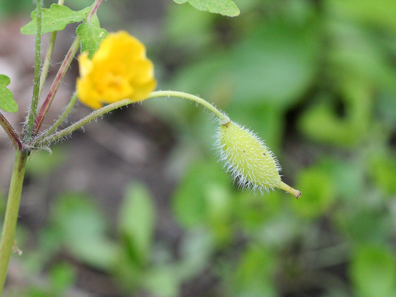 Celandine Poppy (Stylophorum diphyllum) - PlantNative.org Bristly green seed capsule of Celandine Poppy (Stylophorum diphyllum) hanging from a curved stalk beneath a yellow flower