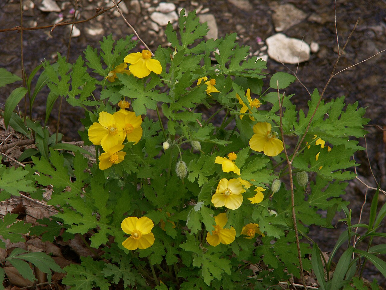 Celandine Poppy (Stylophorum diphyllum) - PlantNative.org Celandine Poppy (Stylophorum diphyllum) plant beside a creek with yellow flowers, hairy green seed capsules and pinnately lobed leaves