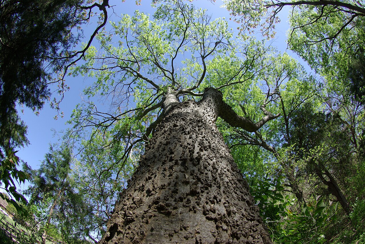 Sugarberry (Celtis laevigata) - PlantNative.org Sugarberry trunk and crown in Crowley Park, Richardson, Texas.