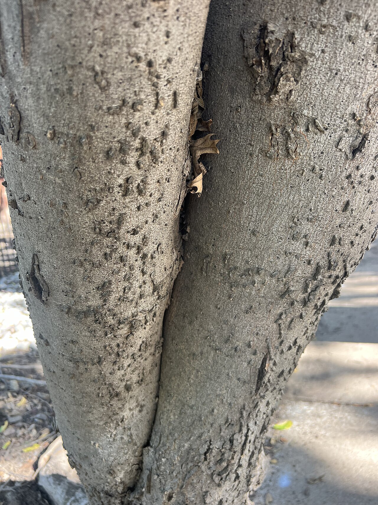 Sugarberry (Celtis laevigata) - PlantNative.org The corky gray bark of Celtis laevigata, photographed in Dallas, Texas.