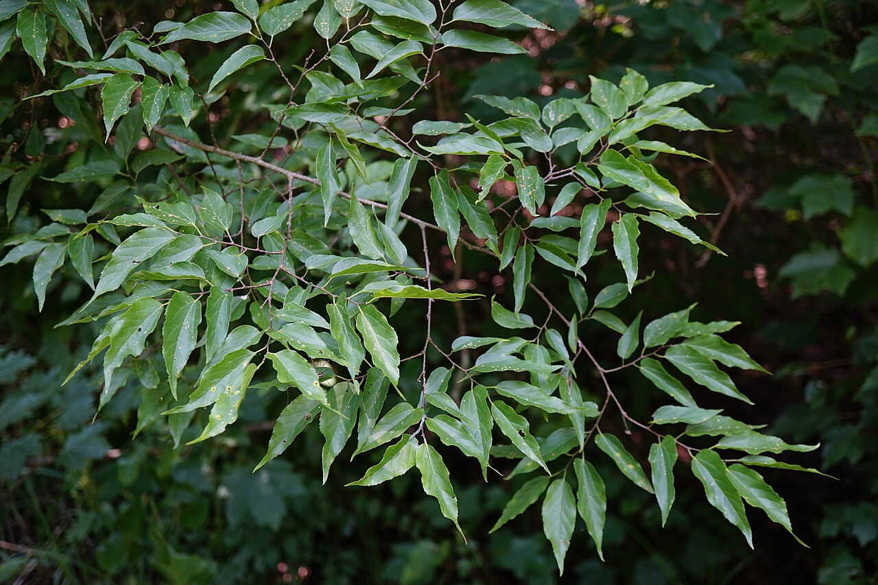Sugarberry (Celtis laevigata) - PlantNative.org Sugarberry leaves at Howell Woods Environmental Learning Center, North Carolina.