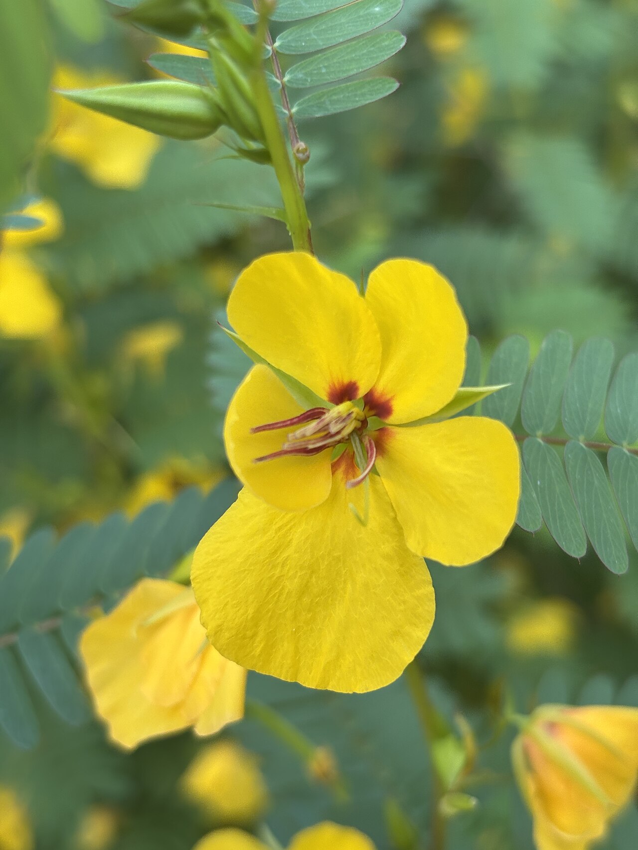 Partridge Pea (Chamaecrista fasciculata) - PlantNative.org Yellow partridge pea flower and paired leaflets, Lakewood, New Jersey.