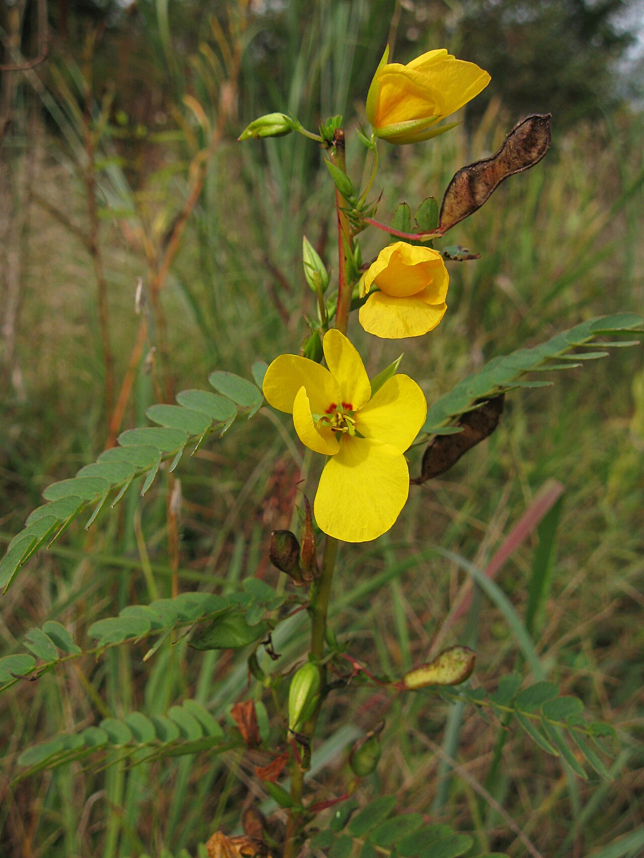 Partridge Pea (Chamaecrista fasciculata) - PlantNative.org Partridge pea flowers and developing pods in Schenley Park, Pittsburgh.