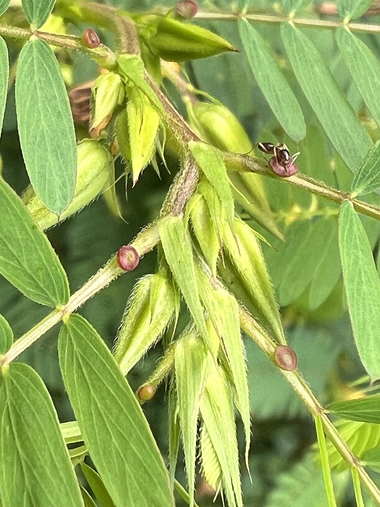 Partridge Pea (Chamaecrista fasciculata) - PlantNative.org Ant visiting a partridge pea extrafloral nectary at the New York Botanical Garden.