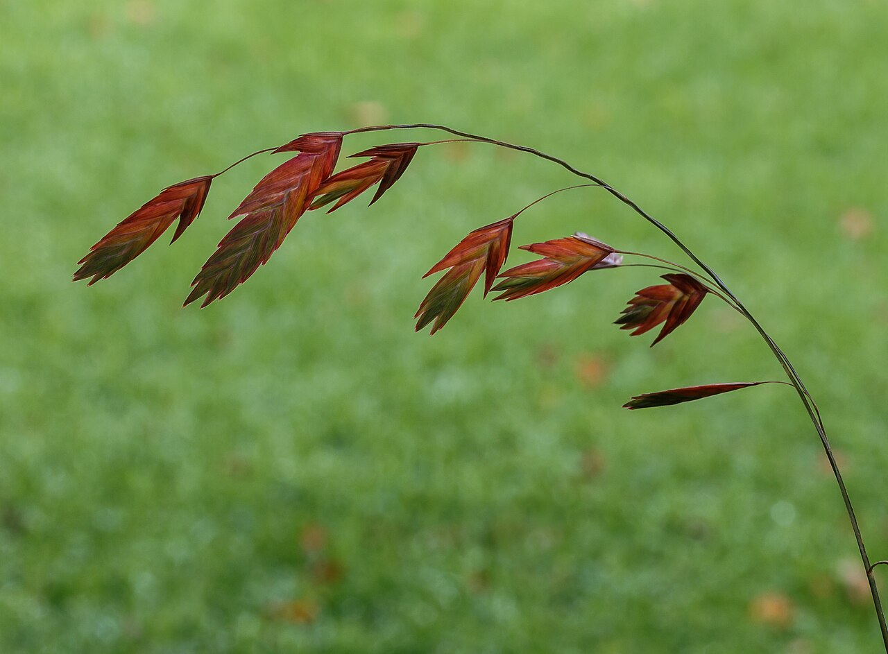 Inland Sea Oats (Chasmanthium latifolium) - PlantNative.org Bronze autumn spikelets of inland sea oats in a cultivated garden.