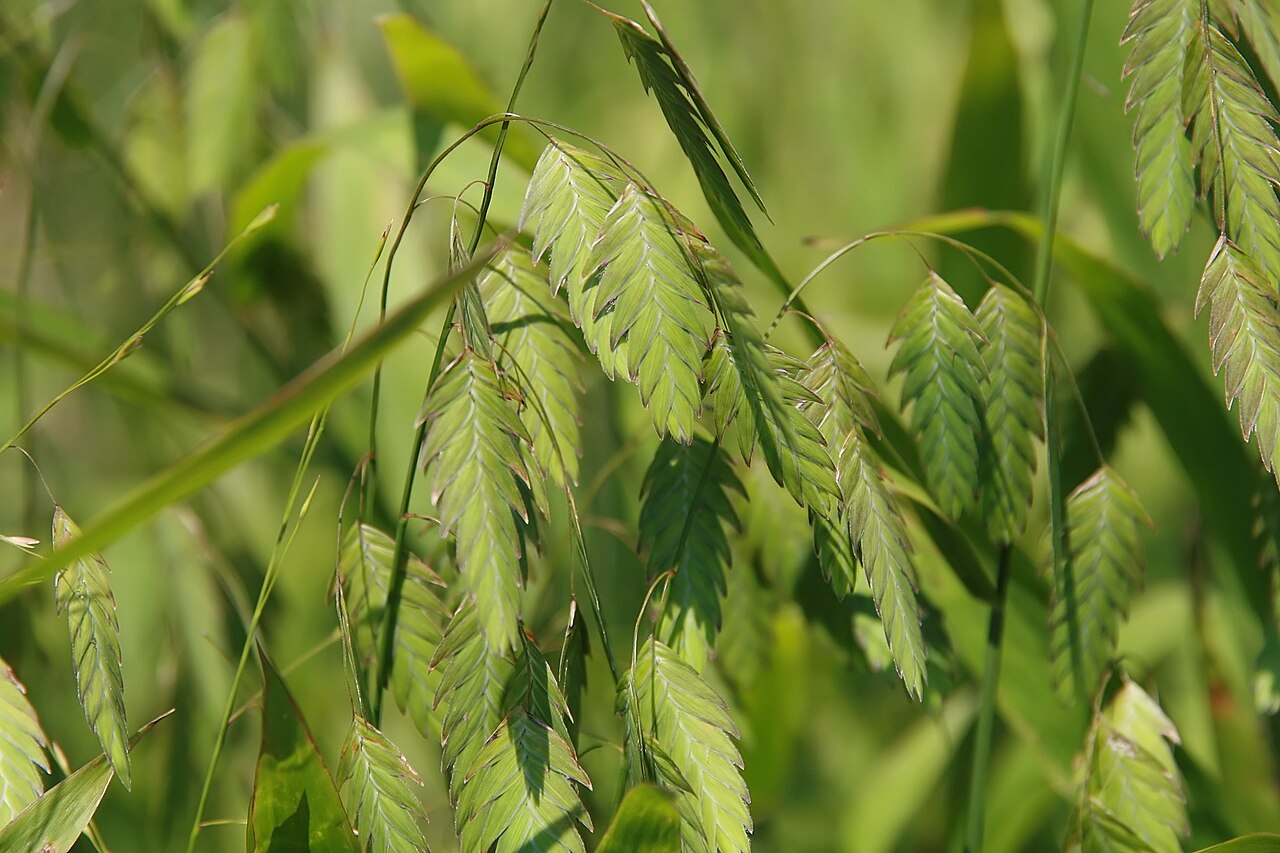 Inland Sea Oats (Chasmanthium latifolium) - PlantNative.org Green, flattened spikelets of Chasmanthium latifolium at a Maryland nursery.